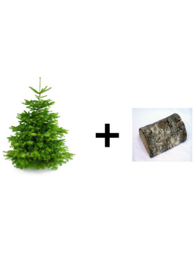 Abies Nordmaniana CP 80/100