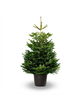 Abies Nordmaniana CP 300/400