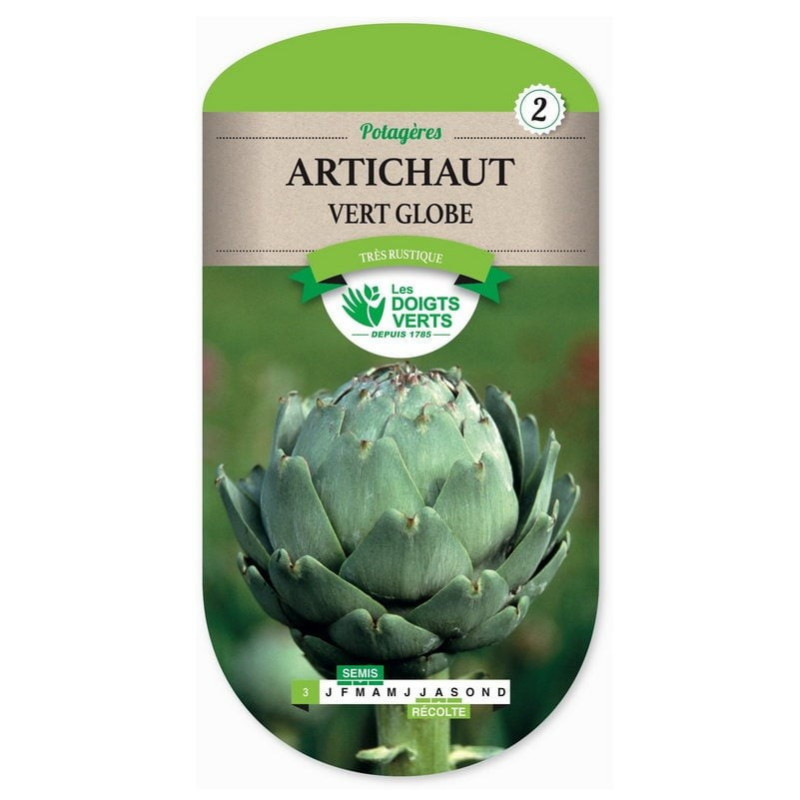 Artichaut vert globe - Les doigts verts