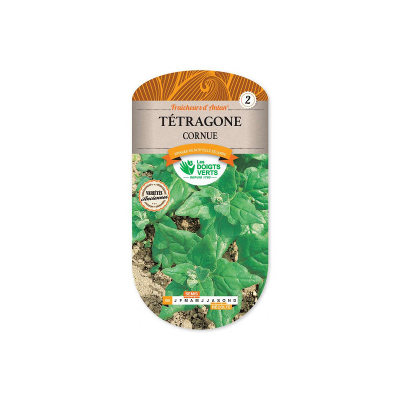 Tétragone cornue - Les doigts verts