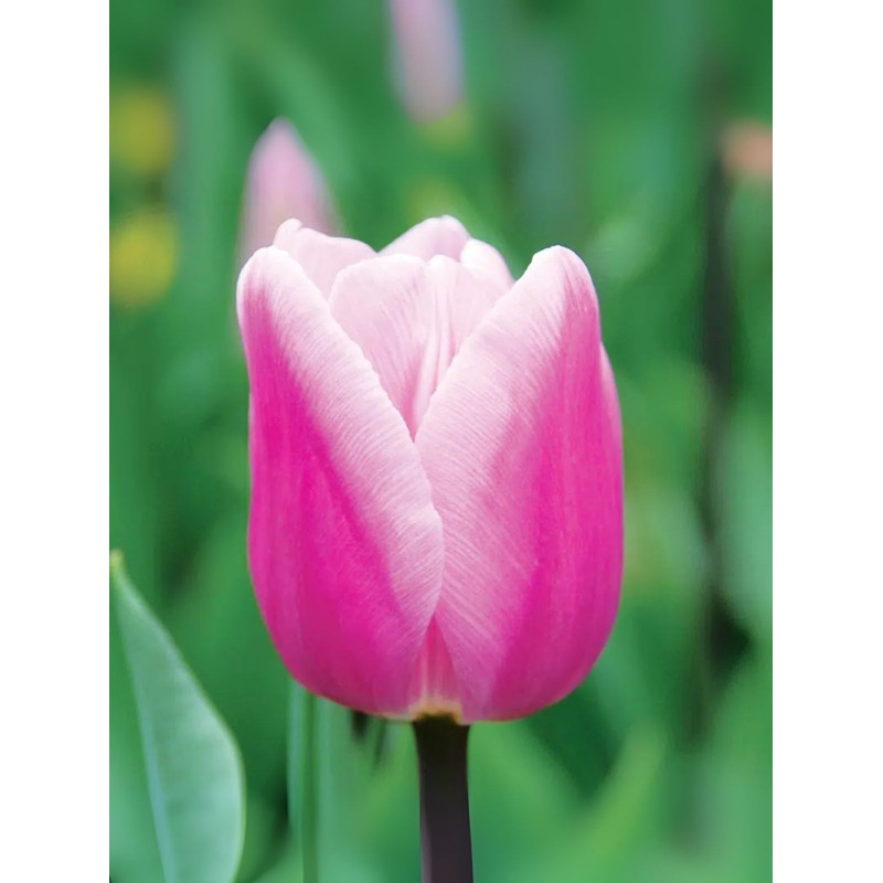 Tulipe simple hative Aafke 11/+ x8
