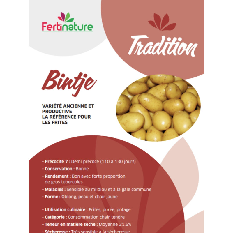 Pomme de terre Bintje