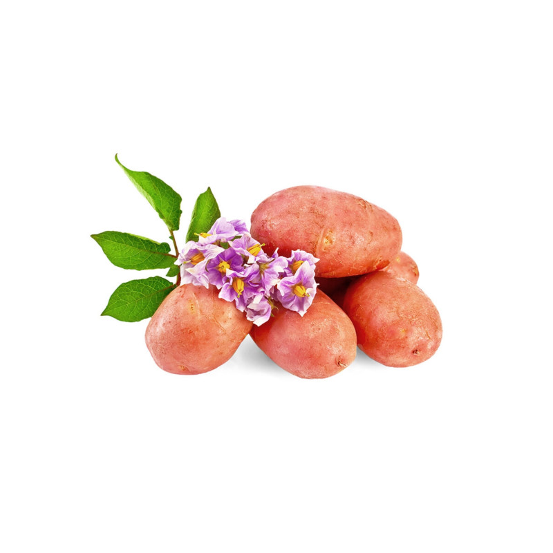 Pomme de terre Rosabelle