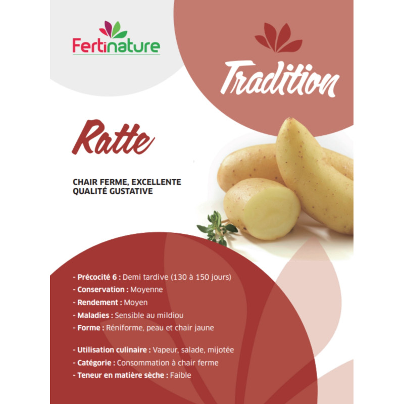 Pomme de terre Ratte