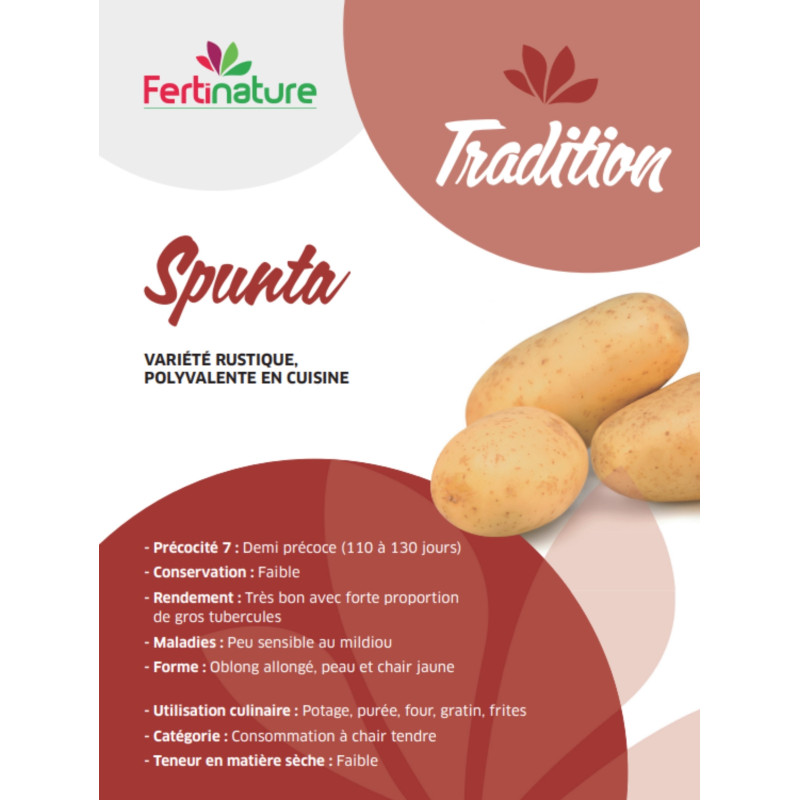 Pomme de terre Spunta