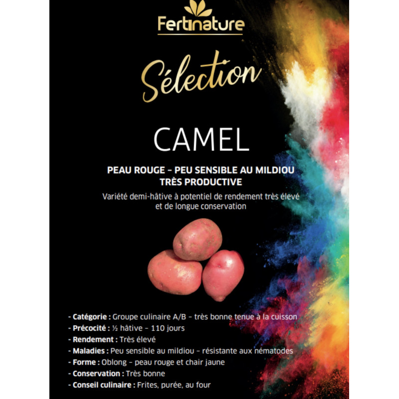 Pomme de terre Camel