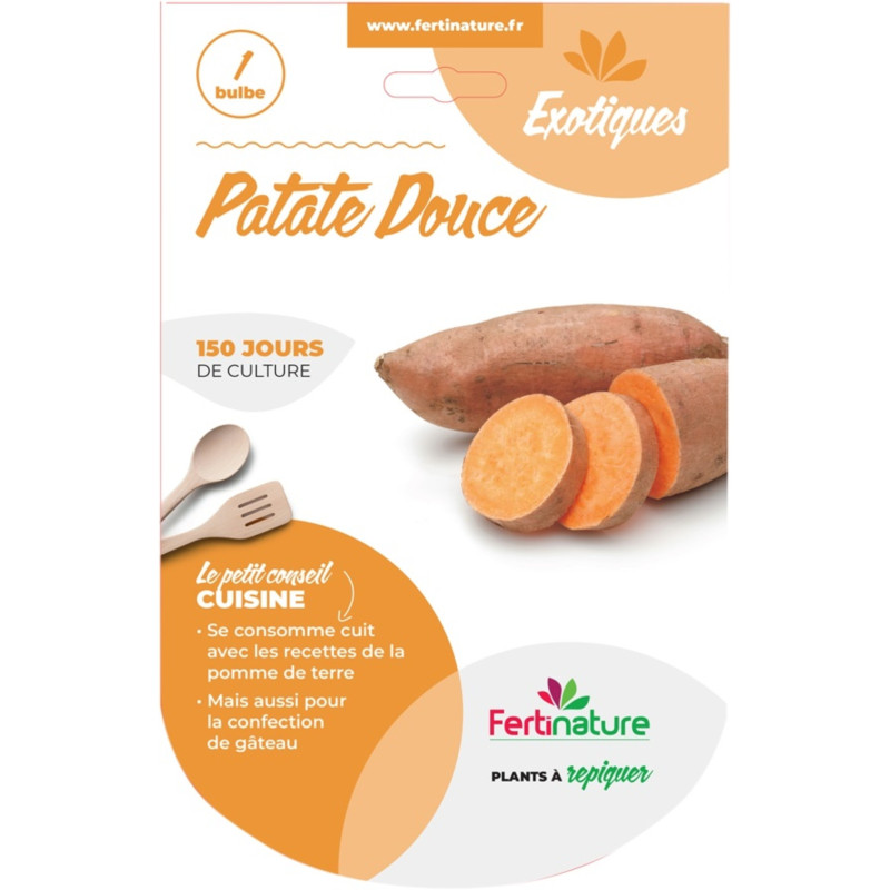 Patate douce 1 plant