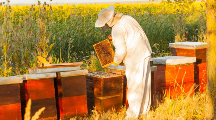 Apiculture